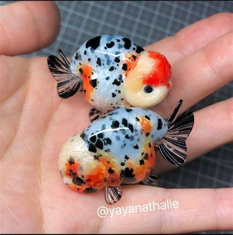 ranchu fish